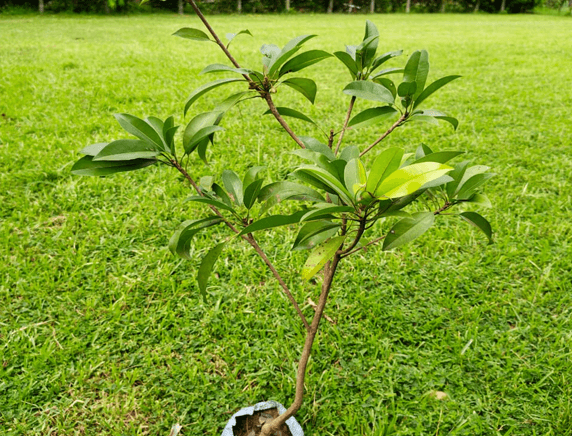 Memorial Sapling