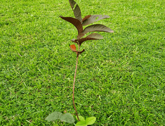 Plantation Drive