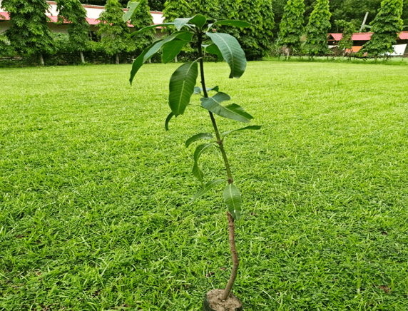 Plantation Drive