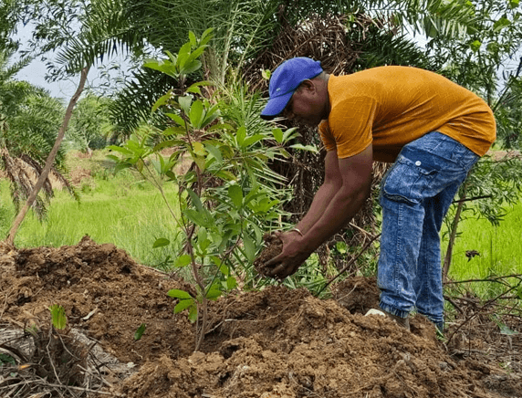 Plantation Drive